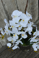 storczyk Silver Moon w srebrnej, "tulipanowej" donicy wys.60cm 