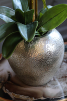 elegancki storczyk w srebrnym kulistym naczyniu, Kumari, wys.72cm 