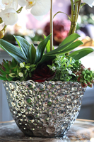 Kellano Cambra, biały storczyk w srebrnej donicy, wys.59cm