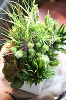 kompozycja z sukulentów w białej donicy, Melania, wys.38cm