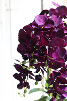 ekskluzywny storczyk w pękatym pucharze, Violetona Villa, wys.90cm 