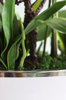 Jedova Manfredo, sztuczny storczyk w białej donicy, wys.60cm