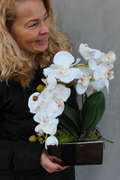 storczyk Banerra Silver w minimalistycznej donicy, wys.38cm