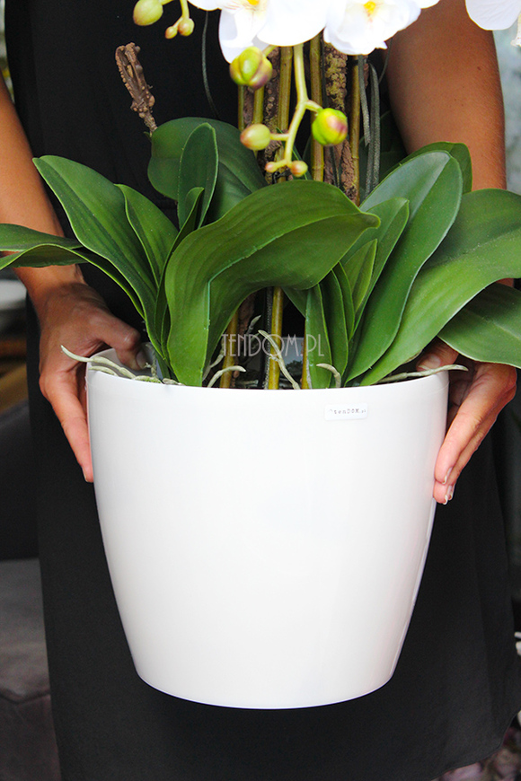 obfity storczyk Verbena w białej donicy, wys.80cm