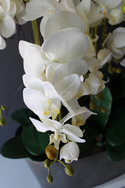 storczyk Jardin Grande w metalowej donicy, wys.97cm