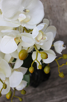 storczyk Fala w czarnej donicy, wys.58cm