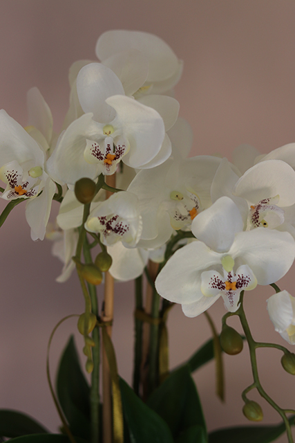 Raymundo, niesamowity storczyk w srebrnej donicy, wys.52cm