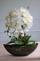 Laos Volcano, bardzo elegancki storczyk w ozdobnej osłonce, wys.42cm