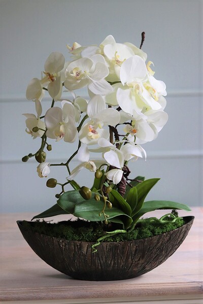 Laos Volcano, bardzo elegancki storczyk w ozdobnej osłonce, wys.42cm