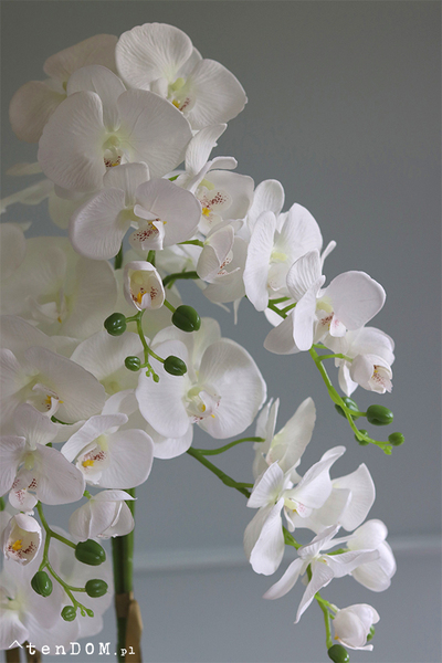 Giovanna Black storczyk w czarnej donicy, wys.85cm