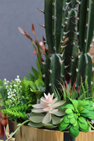 Borneo Golderia, sukulenty z kaktusem w złotej donicy, wys.110cm