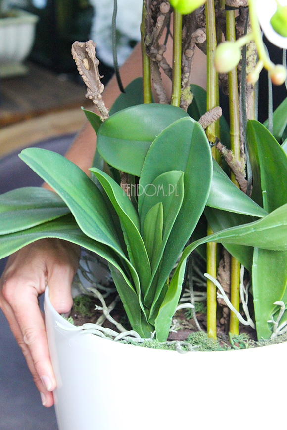 obfity storczyk Verbena w białej donicy, wys.80cm