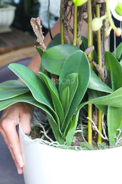 obfity storczyk Verbena w białej donicy, wys.80cm