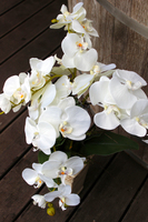 sztuczny storczyk Kassena w kolorze naturalnej bieli, wys.70cm