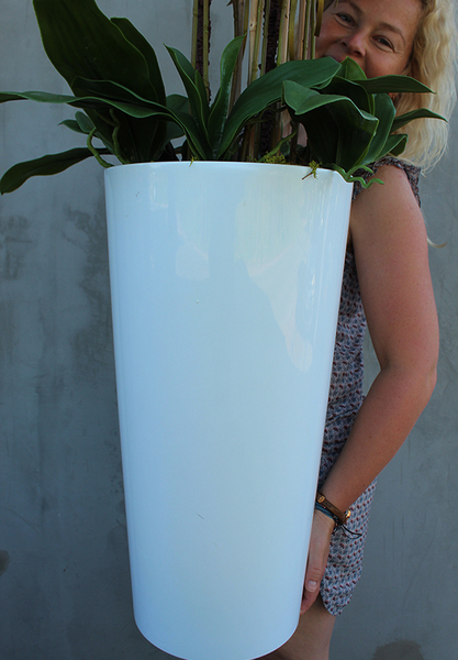 duży storczyk Konstancja Grande w minimalistycznej donicy, wys.120cm