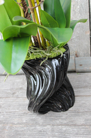 storczyk Fala w czarnej donicy, wys.58cm