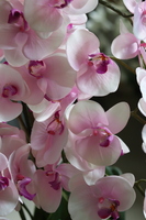 Glamour Silver, wyjątkowy storczyk w lustrzanej donicy, wys.77cm