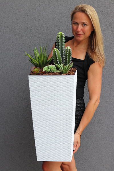Minora, kompozycja z kaktusem w białej donicy, wys.85cm