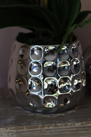 Raymundo, niesamowity storczyk w srebrnej donicy, wys.52cm