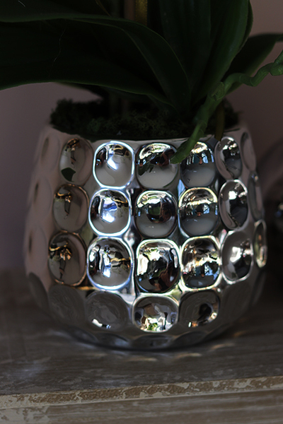 Raymundo, niesamowity storczyk w srebrnej donicy, wys.52cm