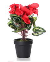 Cyklamen sztuczny w doniczce, czerwony, wys.35cm 