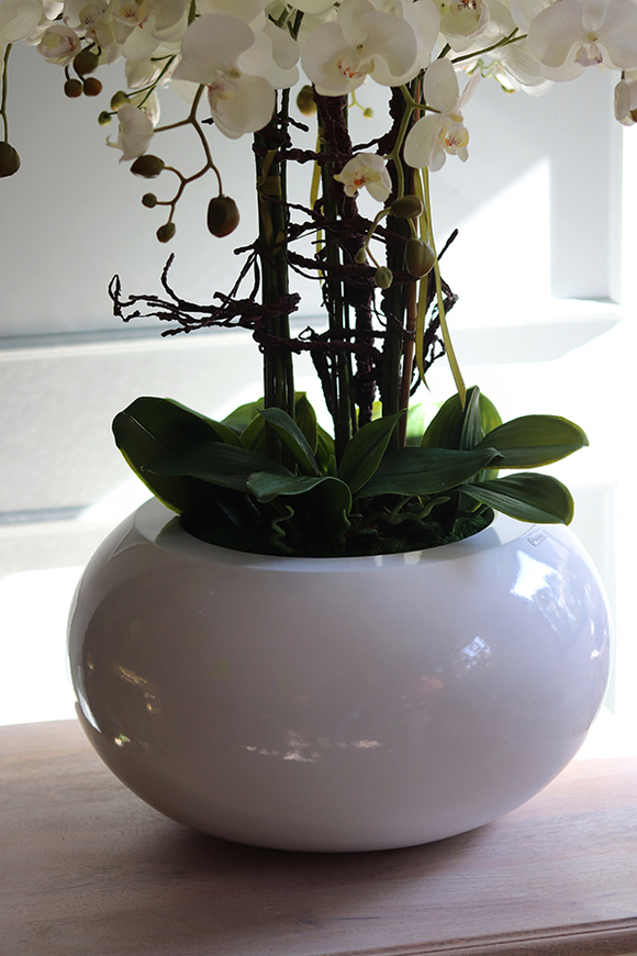 bardzo duży biały storczyk, Grande Belezza Fiberglass, wys.100cm 