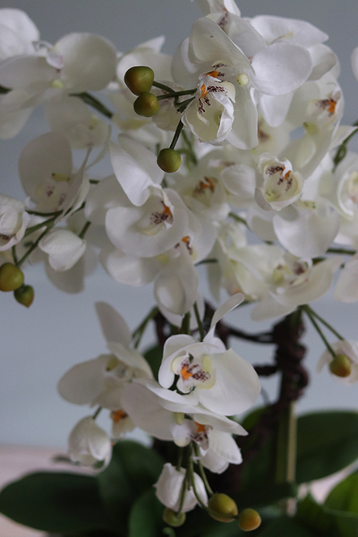 Jedova Manfredo, sztuczny storczyk w białej donicy, wys.60cm