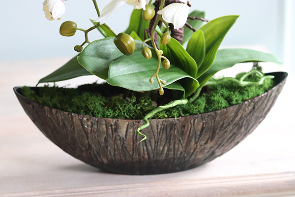 Laos Volcano, bardzo elegancki storczyk w ozdobnej osłonce, wys.42cm