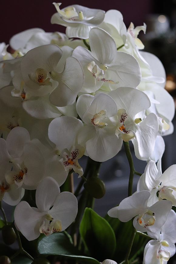 Julina Black, storczyk w czarnej donicy, wys.51cm