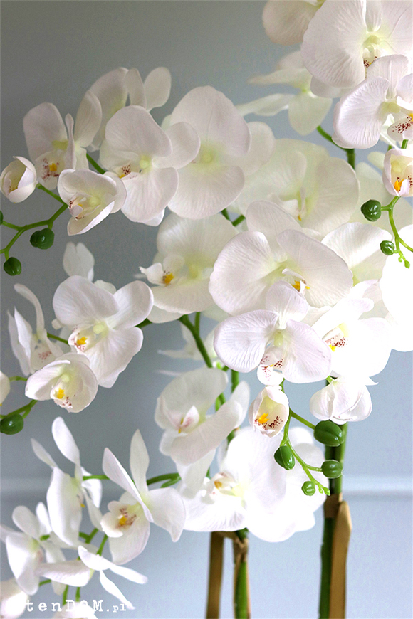 Giovanna Black storczyk w czarnej donicy, wys.85cm