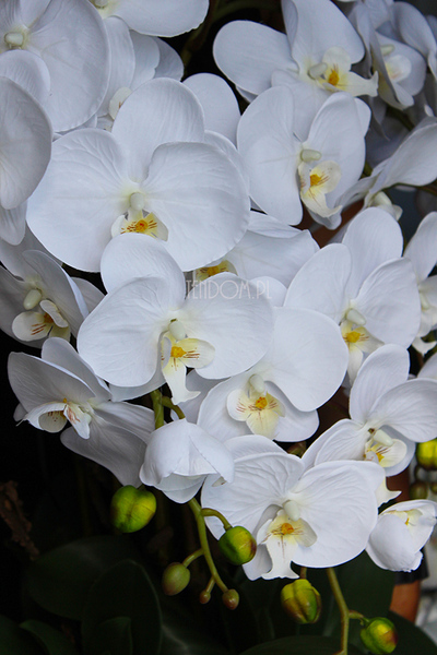 obfity storczyk Verbena w białej donicy, wys.80cm