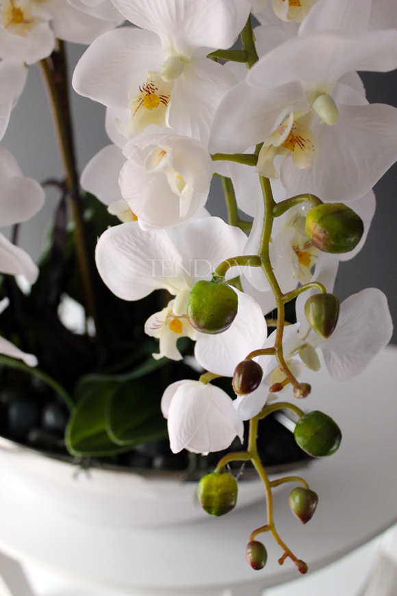 storczyk Laos Big Exclusive w białej donicy ze srebrnym rantem, wys.65cm