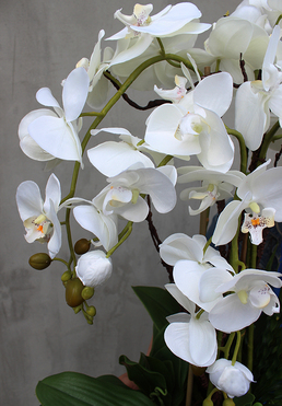 duży storczyk Mediolan Simple Grande w białej donicy z sukulentami, wys.90cm