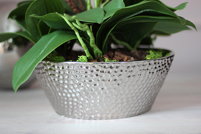 Liwona, storczyk w srebrnej ceramicznej donicy Glamour, wys.50cm