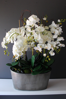 storczyk Jardin Grande w metalowej donicy, wys.97cm