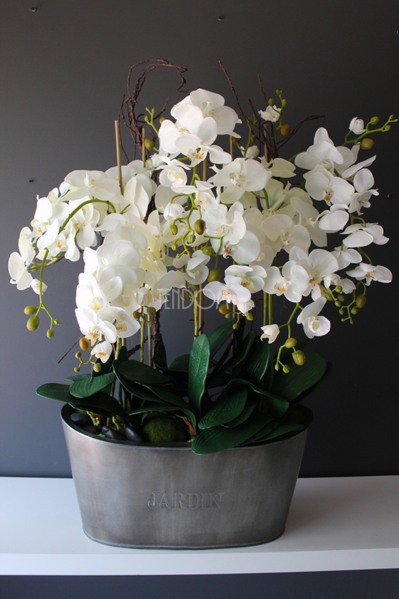 storczyk Jardin Grande w metalowej donicy, wys.97cm