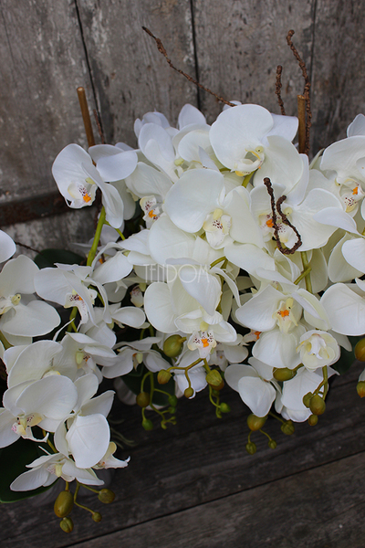 storczyk Fala w czarnej donicy, wys.58cm