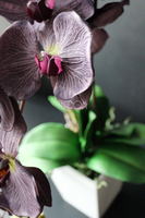 elegancki storczyk Stonowany Fiolet w szarej donicy wys.70cm