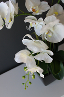 storczyk sztuczny gumowy w czarnej donicy Blackie, wys.65cm