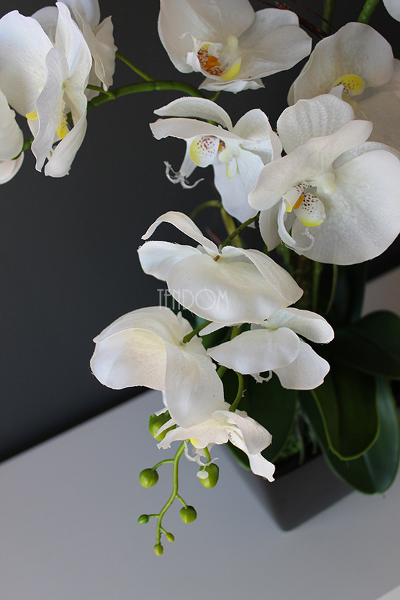 storczyk sztuczny gumowy w czarnej donicy Blackie, wys.65cm