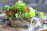 Kalino Silver, mini kompozycja sukulenty, wys.16cm
