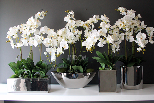 storczyk Silver Trend w srebrnej prostokątnej donicy, wys.74cm