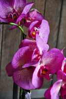 sztuczny storczyk Toscany w kremowej donicy wys.56cm