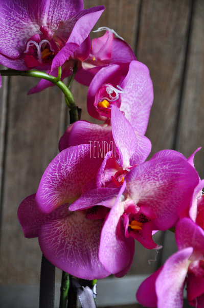 sztuczny storczyk Toscany w kremowej donicy wys.56cm