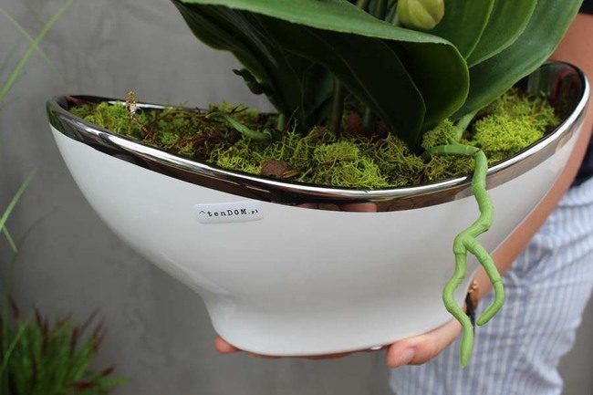 Muza, jasnozielony storczyk w ceramicznej donicy, wys.58cm