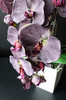 elegancki storczyk Stonowany Fiolet w szarej donicy wys.70cm