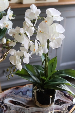 Black&Gold Extra Maxi, elegancki storczyk w ceramicznej donicy, wys.54cm