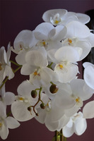 elegancki storczyk w srebrnym kulistym naczyniu, Kumari, wys.72cm 