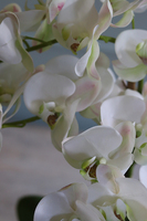 Banerra Russo, storczyk w biało-srebrnej donicy, wys.50cm 