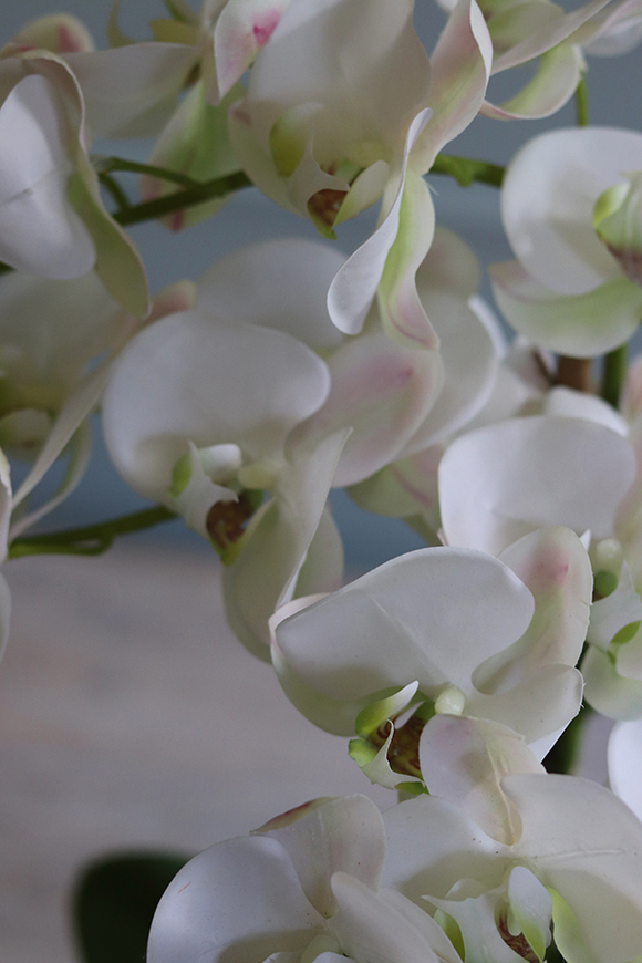 Banerra Russo, storczyk w biało-srebrnej donicy, wys.50cm 